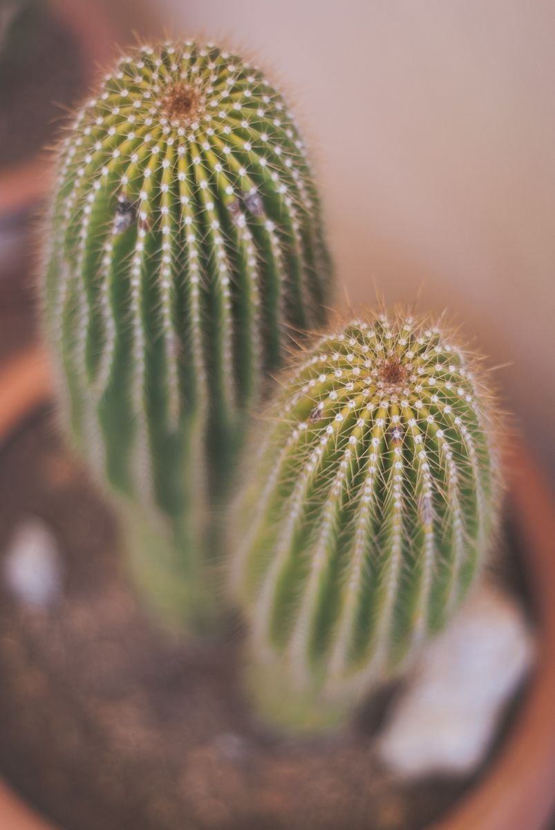 Pareja de cactus