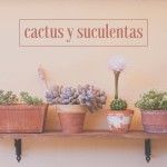 Estantería con cactus y suculentas