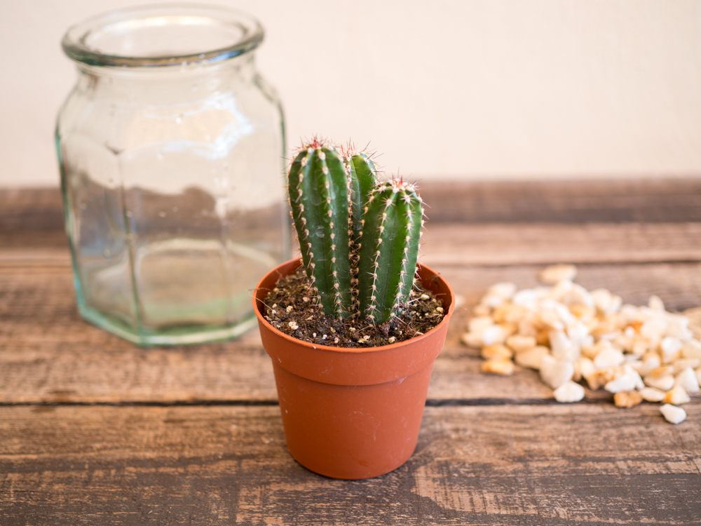 cactus bote de cristal - casa con vistas