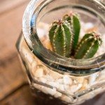Cactus en bote de cristal