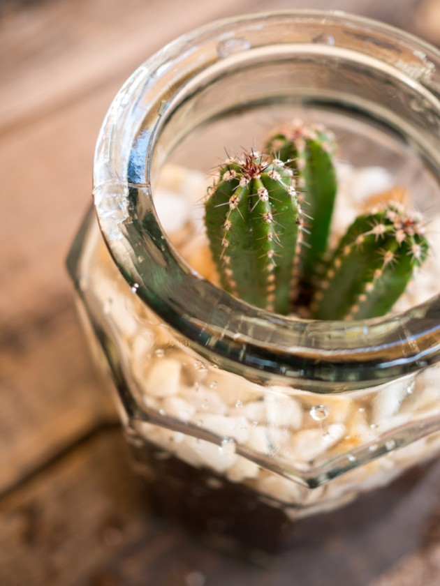 Cactus en bote de cristal