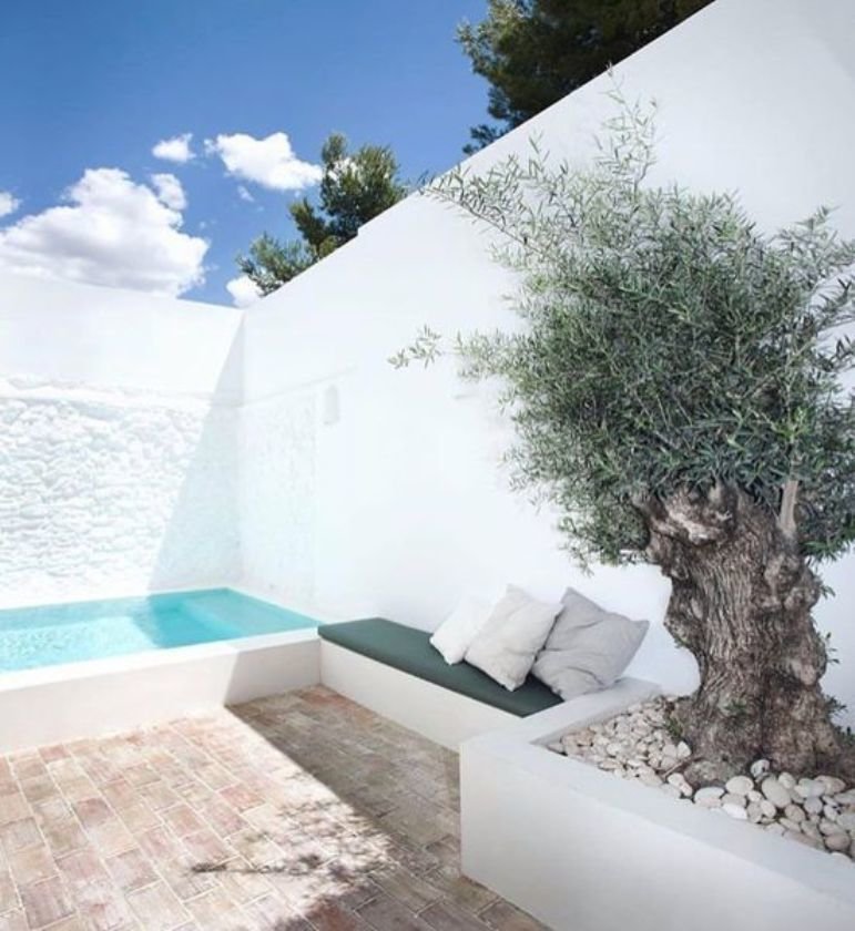Piscina en patio blanco con olivo